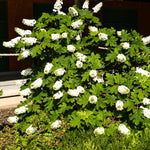 Hydrangea Plant Live Tree, Blooming Garden Bush Hardy Hydrangea Shrub, Oakleaf White Flowering Plant Indoor Outdoor Well-Rooted 5-9 Inc Tall, Stater Plant