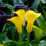 Pack 3 Yellow Calla Lily Bulbs - Calla Lily Flowering Bulbs for Garden and Containers, Easy to Grow Summer Blooms
