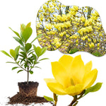 Yellow Magnolia Tree Live Plant in 2.5 Inches in Pot, Starter Plant, Fragrant Perennial Ornamental Plants Shrub for Outdoor Garden