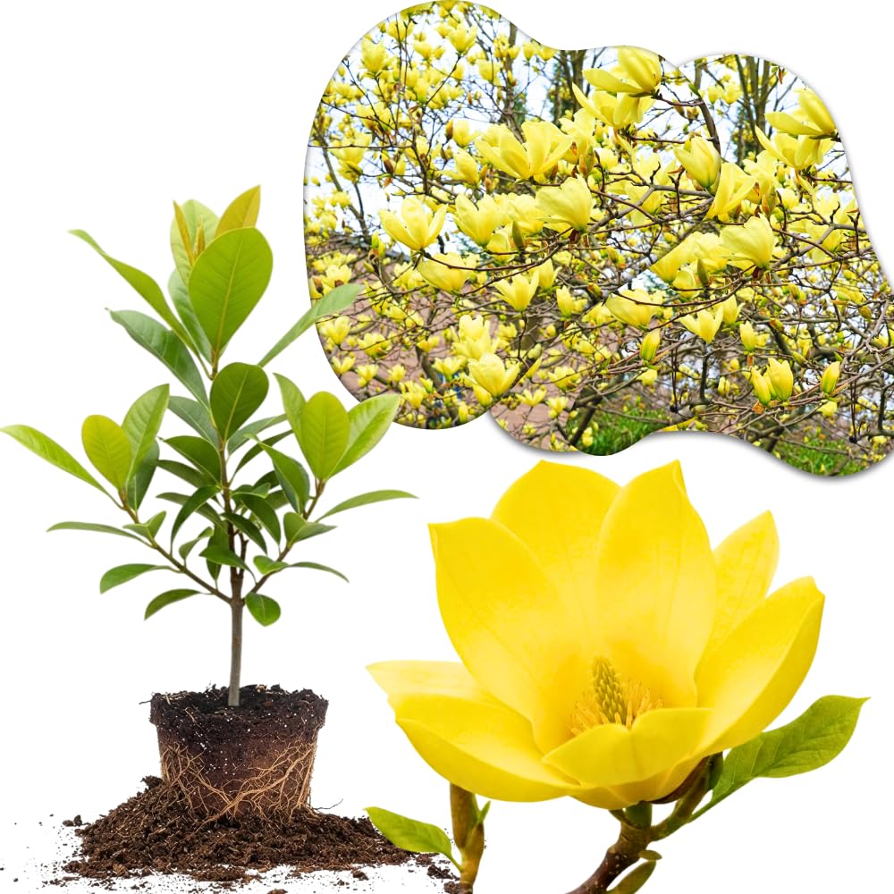 Yellow Magnolia Tree Live Plant in 2.5 Inches in Pot, Starter Plant, Fragrant Perennial Ornamental Plants Shrub for Outdoor Garden