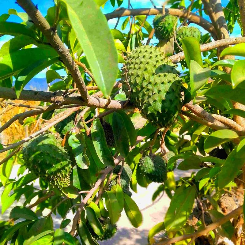 Annona Muricata Soursop Plant Live for Planting, Sweet Soursop Tree Live Plant 5 to 9 Inches Tall, Soursop Guanabana Seedling Ready to Grow, No Pot