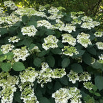 Hydrangea Plant Live, Reblooming Hydrangea Flowers Well-Rooted, Hardy Bush Shrub, 5-9" Tall, Vibrant Shades (White Hydrangea)