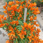 Combo 2 Bougainvillea Plants Live Trees, Outdoor Bougainvillea Plant for Trailing Flowering Vines or Bush Tree, 5-10” Tall, Well-Rooted Bougainvillea Bright Yellow Orange
