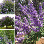 Live Blue Chaste Vitex Plant 5-8 Inch Tall, Blue Chaste Flower Tree, Chastes Tree, Fragrant Purple Flowering Shrub for Planting Indoor Outdoor