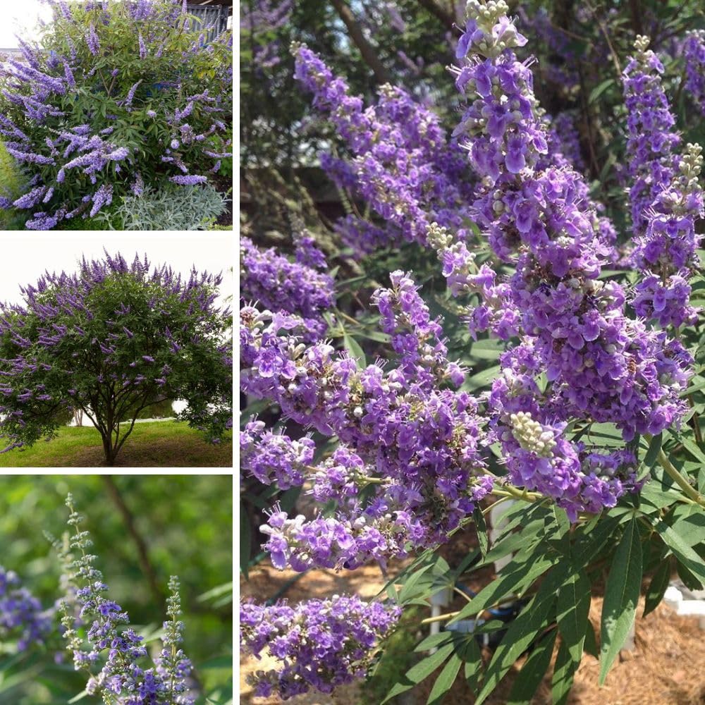 Live Blue Chaste Vitex Plant 5-8 Inch Tall, Blue Chaste Flower Tree, Chastes Tree, Fragrant Purple Flowering Shrub for Planting Indoor Outdoor