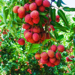 1 Lychee Plant Live Seedling, Lychee Tree Plant Seedling, Sweet Fruit Garden Outdoor, 5 to 7'' Tall