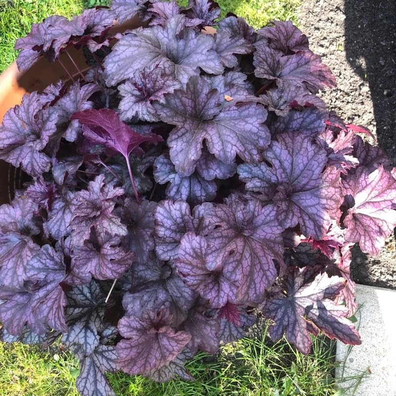 Pack 2 Live Purple Heuchera Plants, Perennial Coral Bells Purple Heuchera Shrubs Bushes Live for Growing, Heuchera Live Plants, 3 to 6 Inc Tall