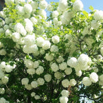 Snowball Plant Live 7-12 Inch Tall, Snowball Bush Live Shrub 4 Inch Pot, Viburnum Flowering Plant for Outdoor Garden, No Pot