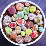Pack 30 Lithops Succulents Plants Live, Multicolor Lithops Live Plants Indoor Outdoor, Lithops Houseplant for Decoration Home Garden