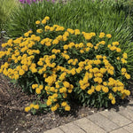 2 Yellow Milkweed Plants Live, Tropical Butterfly Milkweed 4-8 Inches, Perennial Milkweeds Flowers Well Rooted Container or Outdoor Growing
