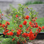 Chaenomeles Japonica Flowering Quince Tree Live Plant Bush Shrub, 3-6" in Tall in 4" Pot, Well Rooted Starter Plants, Zones 5-9, Red Color Bloom