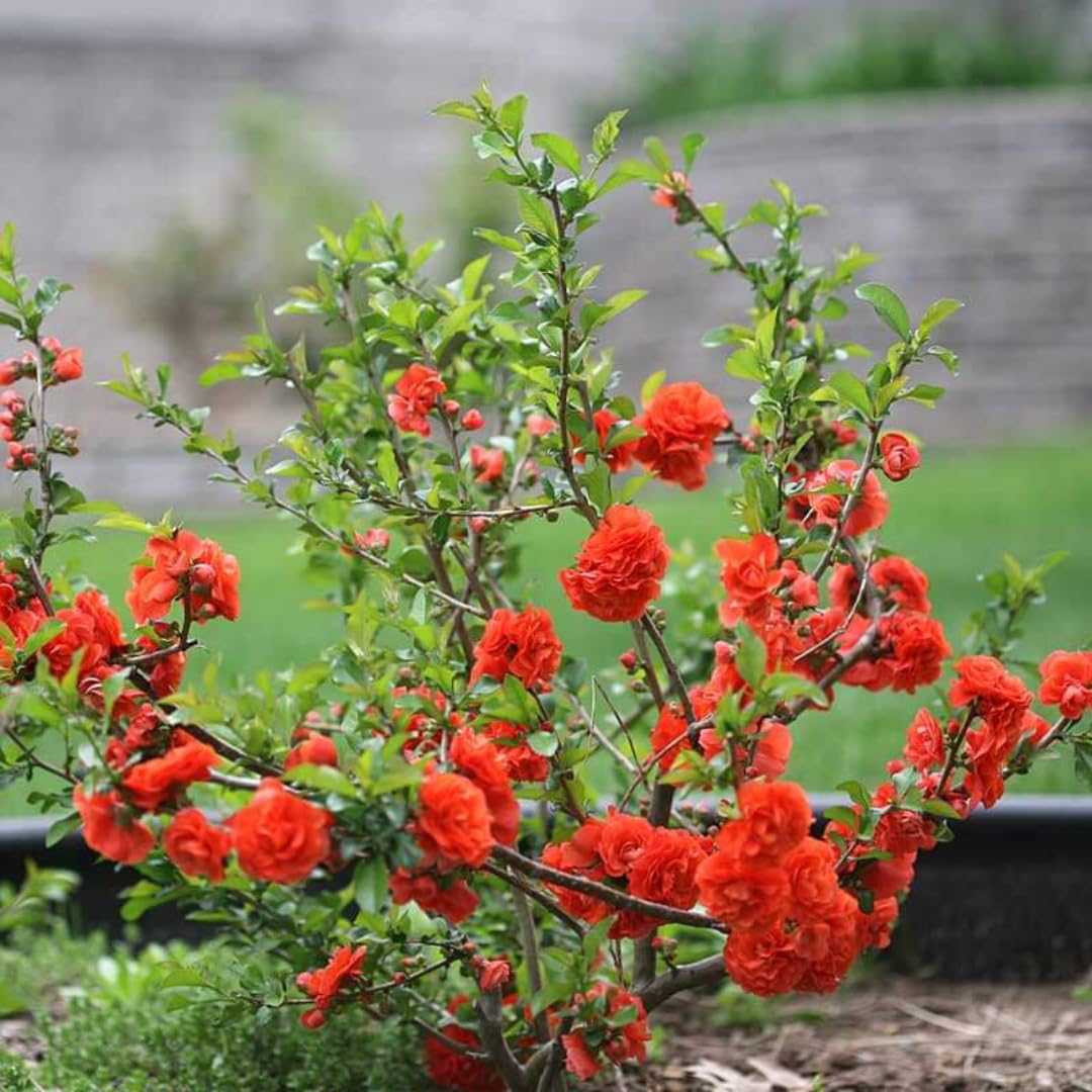 Chaenomeles Japonica Flowering Quince Tree Live Plant Bush Shrub, 3-6" in Tall in 4" Pot, Well Rooted Starter Plants, Zones 5-9, Red Color Bloom