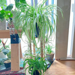 Set 2 Curly Spider Live Plant, Variegated Curly Spider Plants Live, Vine Houseplant Live for Growing, 3 to 5 Inches Long