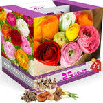 25 Ranunculus Bulbs for Spring Planting, Perennial Flowers Bulbs for Gardens, Vibrant Peony Buttercup Corms for Outdoor Borders (Mix Ranunculus)