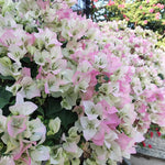 Combo 2 Bougainvillea Plants Live Trees, Outdoor Bougainvillea Plant for Trailing Flowering Vines or Bush Tree, 5-10” Tall, Well-Rooted Bougainvillea (Pink White)