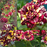 Climbing Rose Live Plant, 6 Months Old Starter, Fragrant Purple Climbing Roses for Planting Outdoor, No Pot (Dark Night)