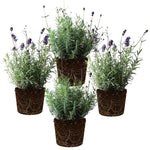 Set 4 Lavender Plants Live, Lavandula Perennial Well Rooted Plants, Fragrant Perennial 4-8" Height for Planting (Mix Lavender)