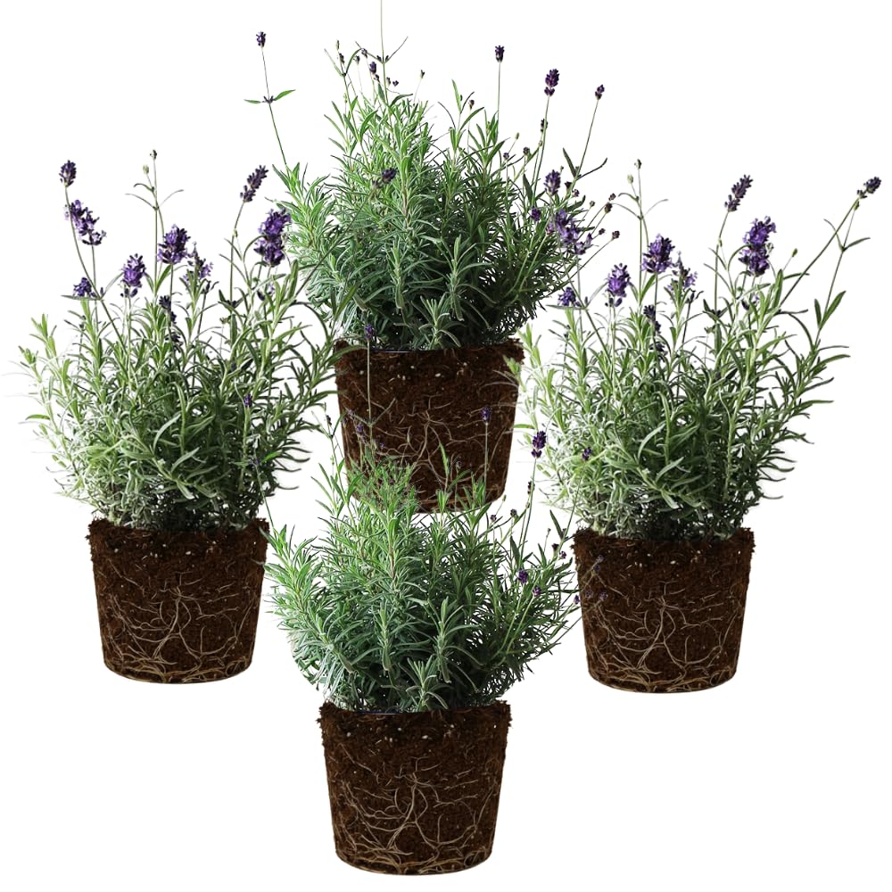 Set 4 Lavender Plants Live, Lavandula Perennial Well Rooted Plants, Fragrant Perennial 4-8" Height for Planting (Mix Lavender)