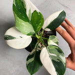 Variegated Philodendron Live Plant, Rare Indoor Houseplant Live Well Rooted 5-7 Inches, Container Growing, Home Office Decor (White Princess Philodendron)