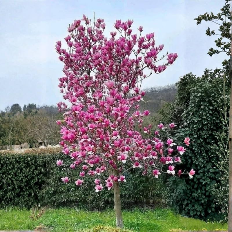02 Ann Magnolia Tree Live Plant in 2.5" Pot, 1 Year Old Well-Rooted Tree, Cold Hardy, Magnolia Shrub for Spring Planting, Fast-Growing