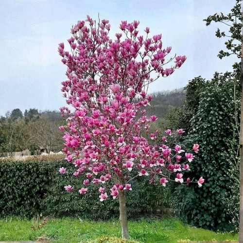 02 Ann Magnolia Tree Live Plant in 2.5" Pot, 1 Year Old Well-Rooted Tree, Cold Hardy, Magnolia Shrub for Spring Planting, Fast-Growing