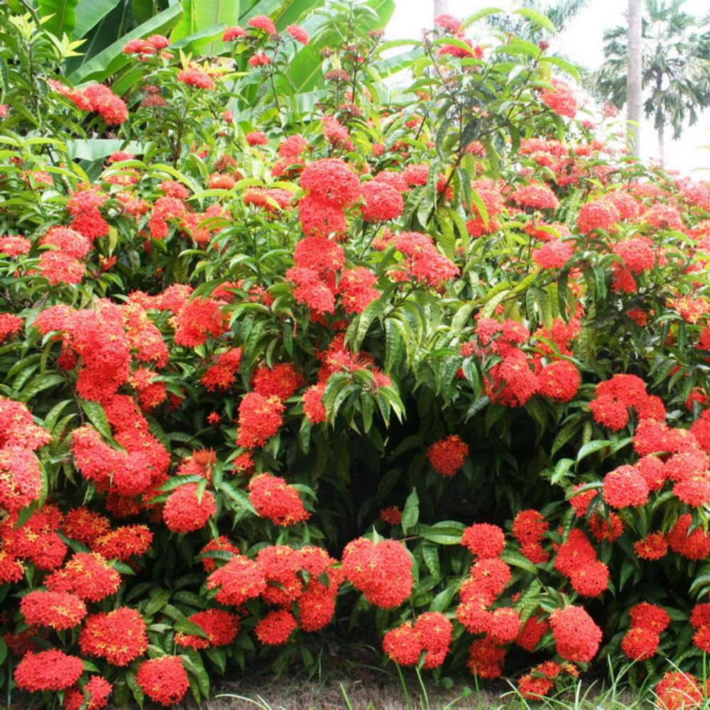 2 Red Ixora Plants Live, 5 to 7 Inc Tall, Ixora Flower Plant, Shrub Plant Tropical Ornamental Plants, No Pot