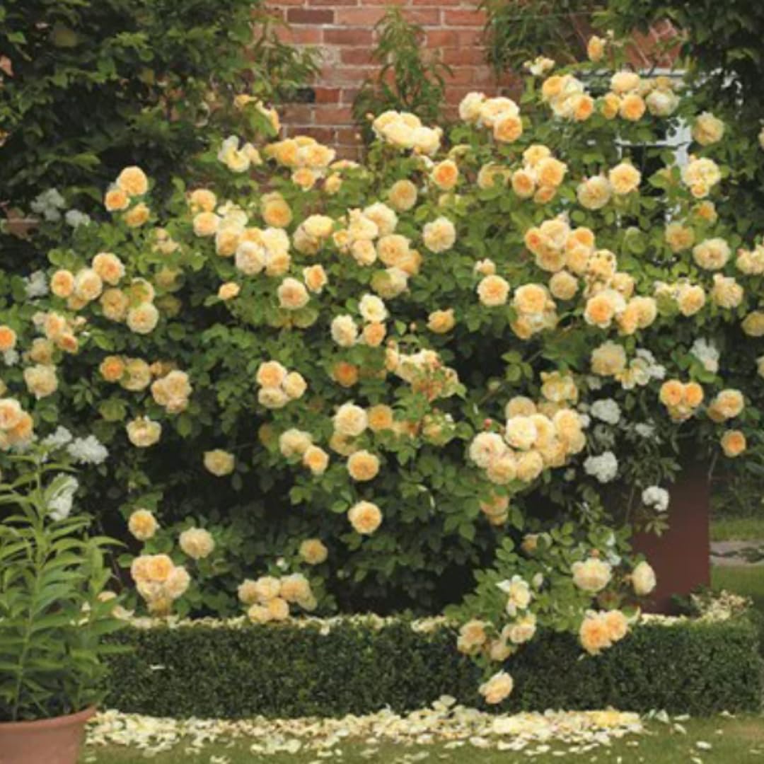 Yellow Sunrosa Rose Live Plant, 6 Months Old Starter, Fragrant Yellow Bush Roses for Planting Outdoor, No Pot
