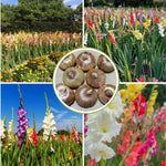 Hardy Gladiolus Bulbs, 10 Mix Gladiolus Bulbs for Spring Planting, Large Bulb, Easy to Plant