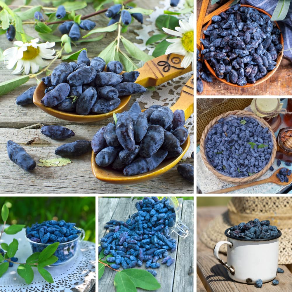 Blue Honeyberry Live Plant, Haskap Honeyberrie Plant 5-8” Tall, Sweet Fruit Berry Starter Plant, Cold Hardy Berry Bush for Outdoor Gardening