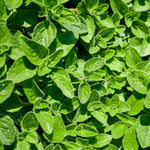 Set 2 Oregano Plants, 3-6" Tall Herb Mint Herb Plant Perennial, Live Oregano Plant, Outdoor Indoor Garden