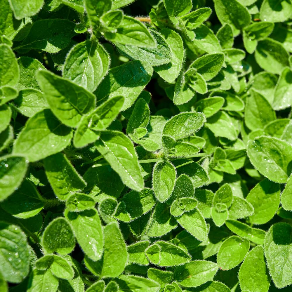 Set 2 Oregano Plants, 3-6" Tall Herb Mint Herb Plant Perennial, Live Oregano Plant, Outdoor Indoor Garden