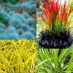 4 Assorted Grasses Ornamental Live Plants Seedlings Well-Rooted, Size 5 to 9" Perennial Hardy Ornamental Grass Plants, Mixed Colors (Mixed 4 Random Grasses - 4)