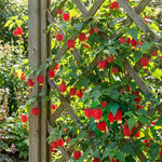 3 Red Abutilon Plants 2-5 Inches, Lantern Hanging Flower Vine, Indoor Outdoor Planting, Ready to Grow