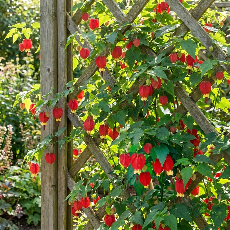 3 Red Abutilon Plants 2-5 Inches, Lantern Hanging Flower Vine, Indoor Outdoor Planting, Ready to Grow