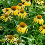 Set 3 Yellow Coneflower Echinacea Plants Rooted, 3 to 5 Inch, Perennial Flower Outdoor Garden