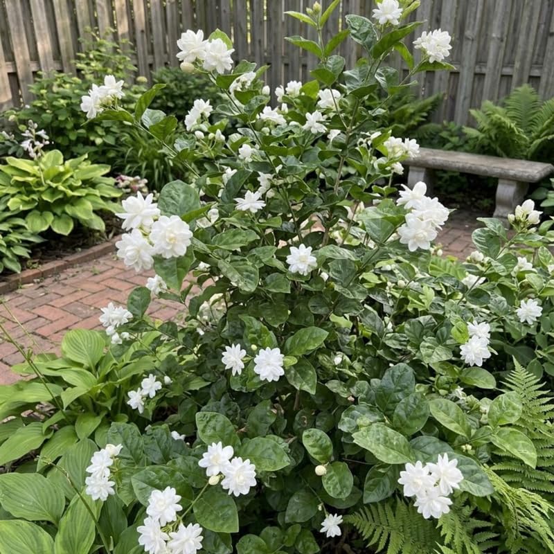 2 Double Jasmine Live Plants, Fragrant Flowering Shrubs, 4-6" Tall