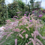 Pack 2 Fountain Grass Plants Live, Ornamental Grasses Live Plants Perennial Potted Plants Ready to Grow, 5-9 Inch Height (Rose Fountain Grass)