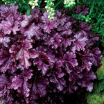 2 Heuchera Live Plants, Coral Bells Heuchera Perennials for Outdoor Garden, Shade Border, Containers, 4-6” Tall Well-Rooted (Purple Heuchera)