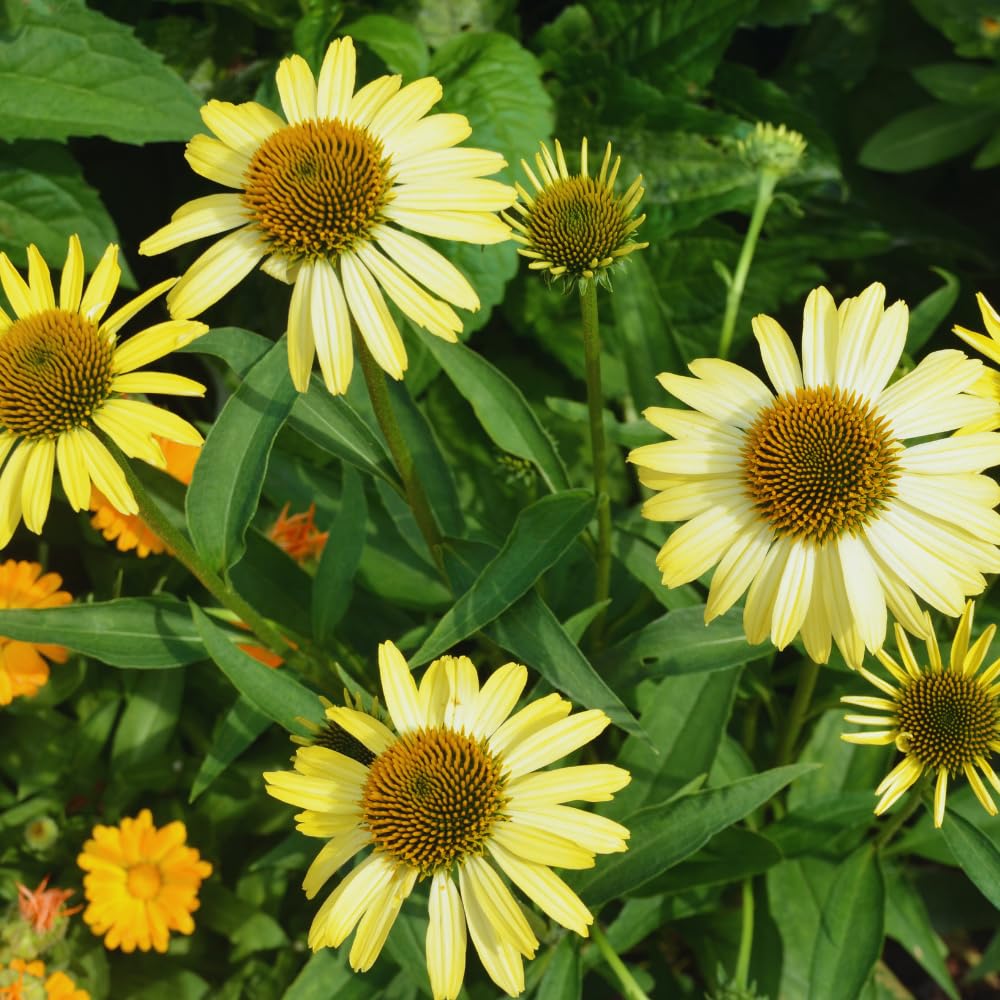 Set 3 of Yellow Echinacea Coneflower Plants Roots, 4 to 5 Inc Tall, Echinacea Plants Live, Coneflower Plant for Gardening Outdoor, Indoor Growing