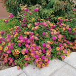 Pack 4 Lantana Plants Live for Planting Indoor Outdoor, 4-8" Tall, Fragrant Lantana Live Plant, Trailing Lantana Flowers Perennial, No Pot (Mix Lantana)