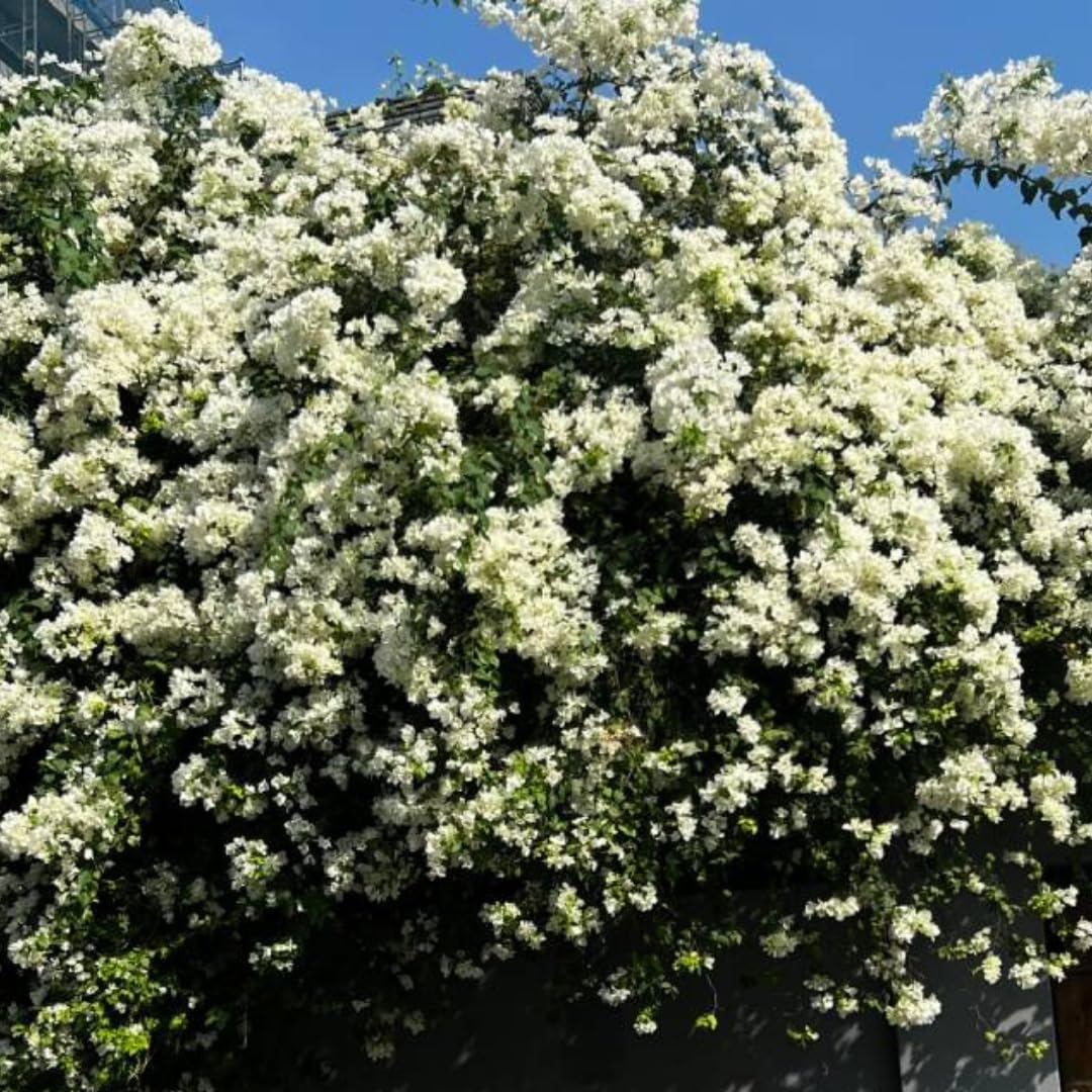 Sets 3 Climbing Bougainvillea Plants Live for Full Sun Trellis Tree, Shrub or Vine Bougainvillea Vibrant Bloom, Very Hardy, 5-9" Tall, White