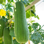 Luffa Plants Live, 02 Plants in 4 Inch Pot, Luffa Gourd Plant, Vegetable Plants Live for Garden