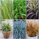 4 Assorted Grasses Ornamental Live Plants Seedlings Well-Rooted, Size 5 to 9" Perennial Hardy Ornamental Grass Plants, Mixed Colors (Mixed 4 Random Grasses - 2)
