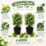 2 Asiatic Jasmine Live Plants, Fragrant Flowering Shrubs, 4-6" Tall