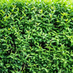Combo 20 North Privet Hedge Trees, 1-1.5 Feet Tall Ligustrum Live Plants Shrubs, Dormant and Bare Roots, Privacy Hedges