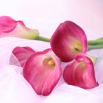 Pack 3 Pink Calla Lily Bulbs - Calla Lily Flowering Bulbs for Garden and Containers, Easy to Grow Summer Blooms