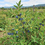 Blue Honeyberry Live Plant, Haskap Honeyberrie Plant 5-8” Tall, Sweet Fruit Berry Starter Plant, Cold Hardy Berry Bush for Outdoor Gardening