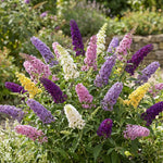 2 Assorted Butterfly Bush Plants Live, Vibrant Buddleia Plants 4-7 Inches, Colorful Flowering Shrub for Outdoor Garden