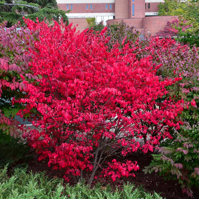 Dormant Red Burning Bush Shrub, Hardy Shrub for Vibrant Fall Foliage, Hardy Burning Bush Tree 6-10 Inches