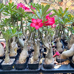 Pink Desert Rose Plant Live, 4-7" Tall, Adenium Obesum Well-Rooted Succulent for Indoor Outdoor Displays